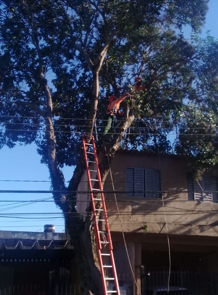 Dois funcionários sobre o galho de uma árvore, uma escada está apoiada no tronco.